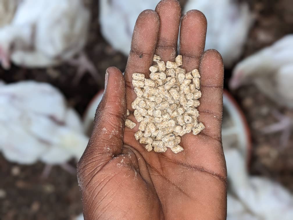 CedMunezero's tweet image. Why are broiler chicken feeds in pellet form? Pellets reduce waste, ensure balanced nutrition in every bite, and boost growth efficiency. This form supports healthier, faster-growing birds. #BroilerFarming #PoultryFeed #SustainableFarming #FarmersLife #agriculture