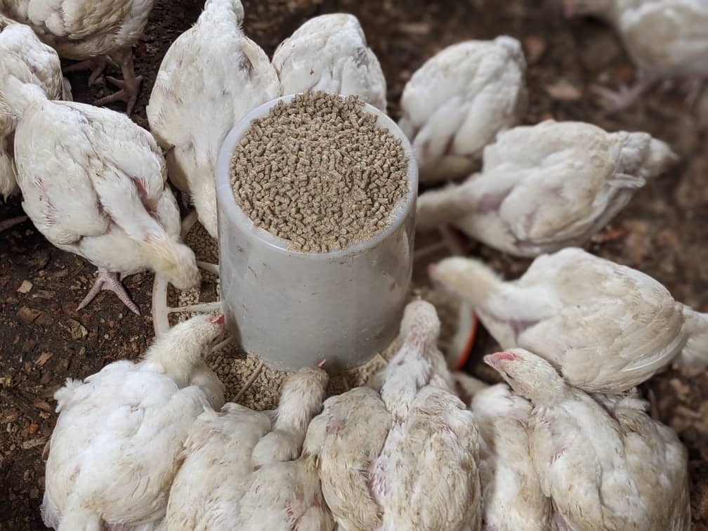 CedMunezero's tweet image. Why are broiler chicken feeds in pellet form? Pellets reduce waste, ensure balanced nutrition in every bite, and boost growth efficiency. This form supports healthier, faster-growing birds. #BroilerFarming #PoultryFeed #SustainableFarming #FarmersLife #agriculture