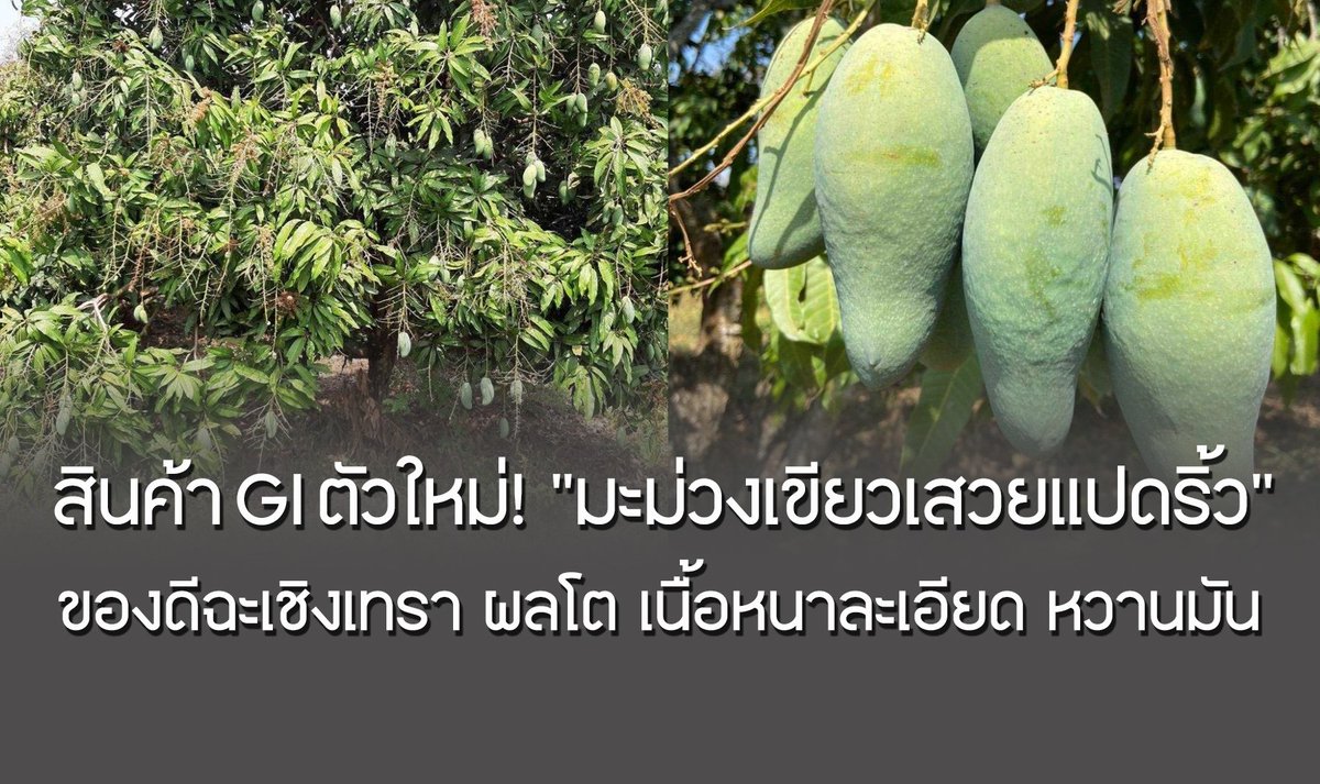 รัชดา ธนาดิเรก - Rachada Dhnadirek tweet media