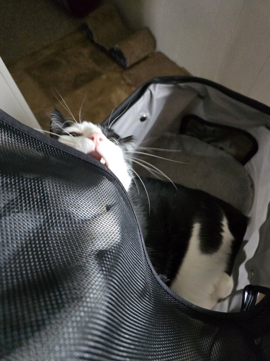 oddballcattoys's tweet photo. "Stroller rides taste good!" I'll take your word for it,  Zooëy! 😹😹😹 #catstroller #kittyplaytime #kittyplay #catasticworld #tuxedocatlove #tuxedocatsofinsta #catplaytime #catsarelife #catswiththeirmouthsopen https://t.co/6KSJ4A8Dbl