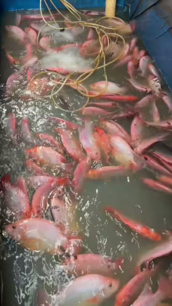 JohanYancco's tweet photo. Minggu 01/12/2024, Johan Juli Ardi, LuhkanKutaiTimur, 
di POKDAKAN PASUKAN  Kel. Teluk Lingga,melaporkan budidaya, panen nila merah 50kg harga konsumen Rp.45k,-/kg (Bpk Rahim)

#GiatLuhkanSatminkalTegal #Luhlapor #KabKutaiTimur #Budidaya https://t.co/MhSSImvZi0