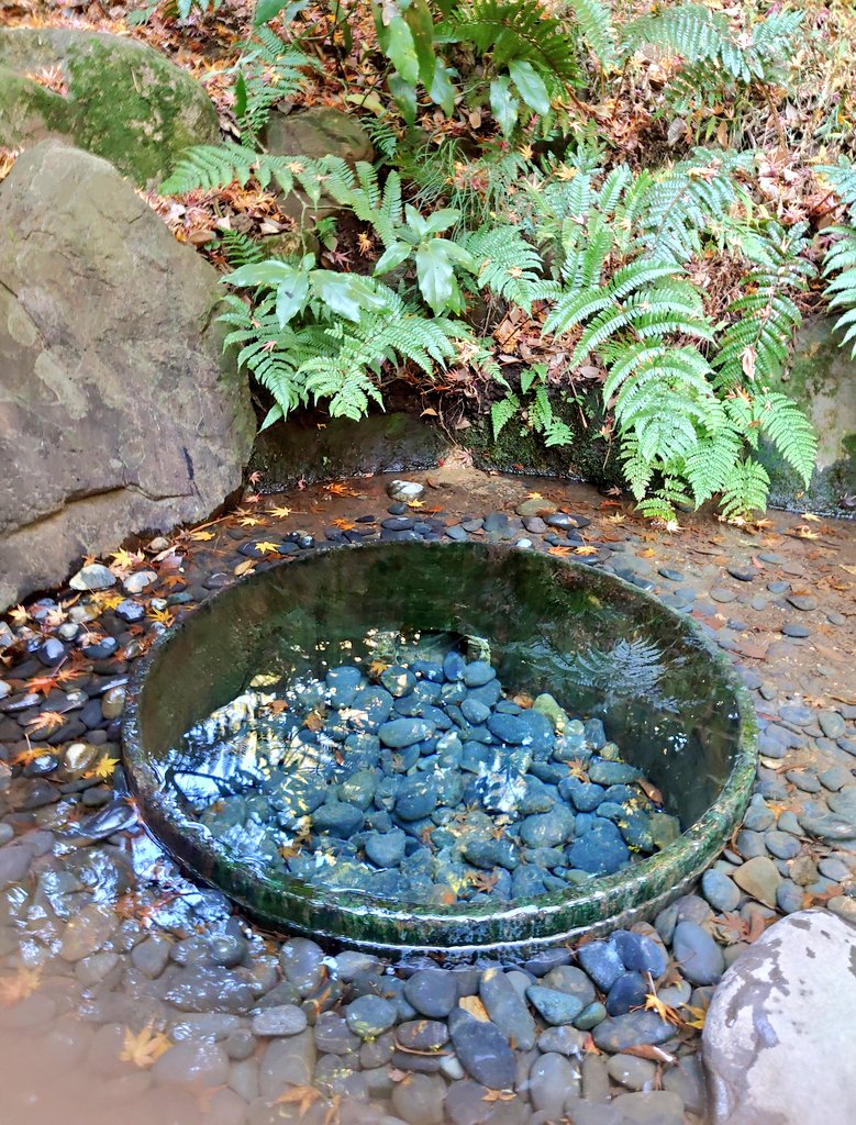 yoshino_ana's tweet photo. 仕事納め後に、近くの明治神宮へ⛩️
たくさんの外国人観光客が来てました👪️📷️
「안녕하세요. 사진을 찍을까요?(写真撮りましょうか?)」と、すこーし勉強した韓国語が役立ちました🇰🇷😂笑
神社の森の木々からエネルギーもらいました🌳✨😌ほっ。。
#仕事納め2024 #明治神宮
#lastdaywork #MeijiShrine