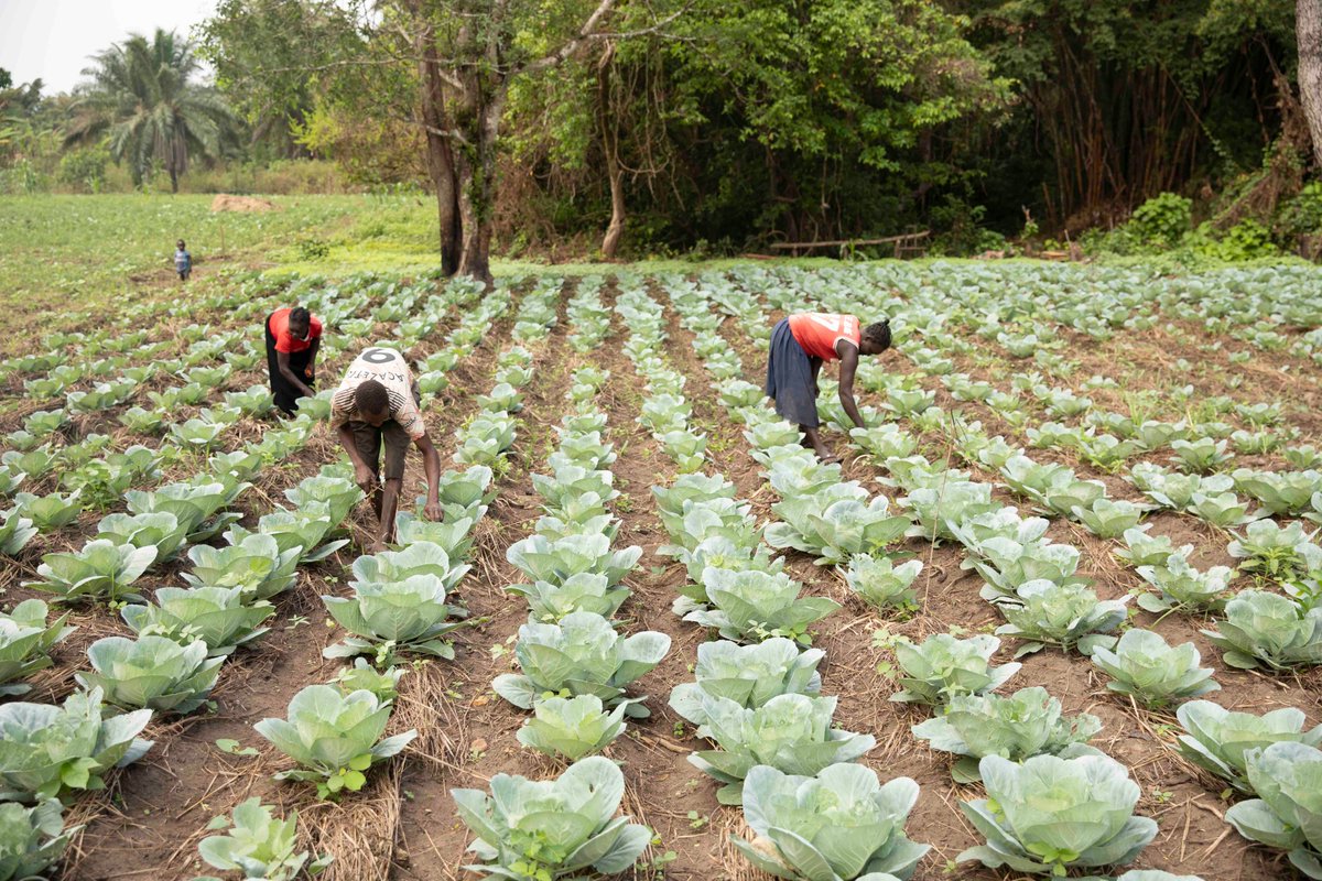 FAO in South Sudan (@faosouthsudan) on Twitter photo Thank you <a href="/NorwayinSSudan/">Norway | South Sudan</a> for supporting <a href="/FAO/">Food and Agriculture Organization</a> in assisting farmers with:
๐ฑ Certified seeds
๐ Training
๐ ๏ธ Farming tools
This support has helped beneficiaries grow their food, improve nutrition, & earn an income ๐ฐ by selling surplus produce.
#FoodSecurity #Agriculture Thank you <a href="/NorwayinSSudan/">Norway | South Sudan</a> for supporting <a href="/FAO/">Food and Agriculture Organization</a> in assisting farmers with:
๐ฑ Certified seeds
๐ Training
๐ ๏ธ Farming tools
This support has helped beneficiaries grow their food, improve nutrition, & earn an income ๐ฐ by selling surplus produce.
#FoodSecurity #Agriculture