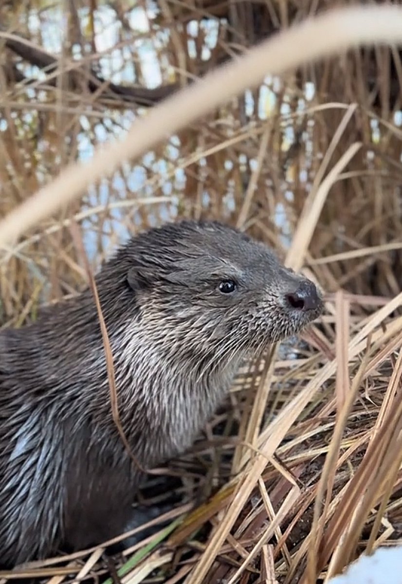 Otter by waters edge