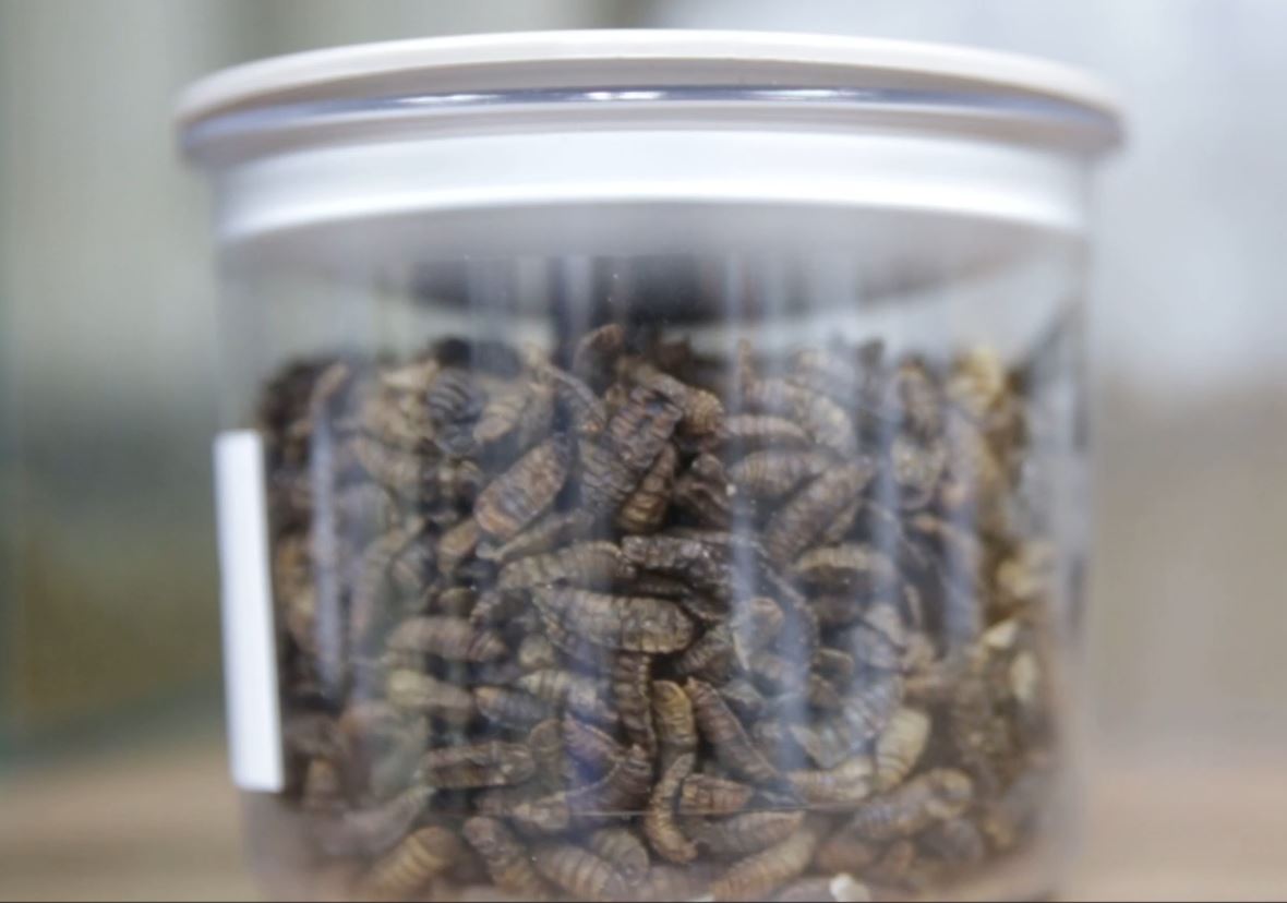 🤖 Tecnología de mínimo mantenimiento, con larvas que realizan todo el trabajo. Una solución ecológica, eficiente y de bajo coste para la gestión de residuos. #Insectpur #Bioeconomía