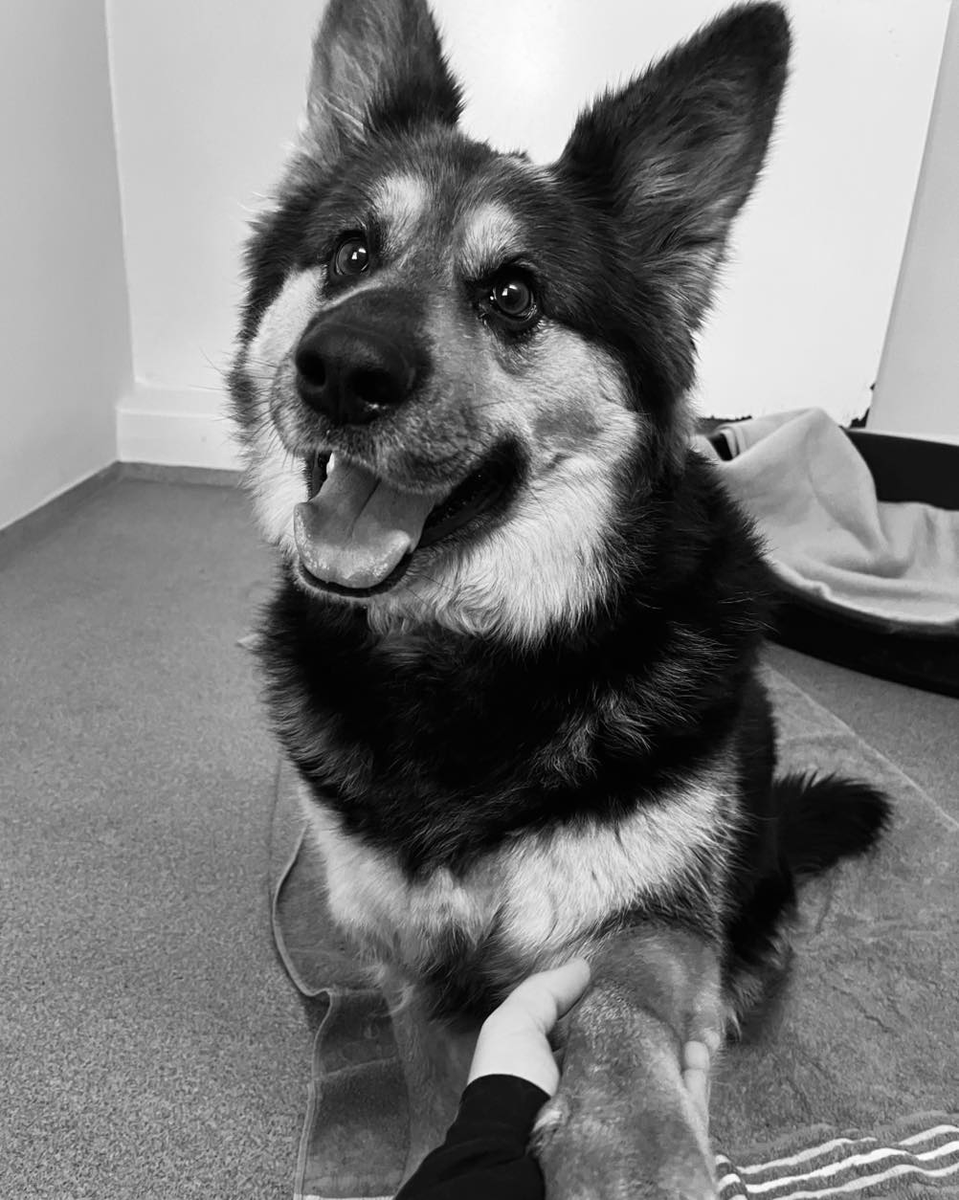 Neuwied
Der nächste Fundhund der nicht mehr abgeholt wird?
Die freundliche Hündin kam am 24.12.24, an Heiligabend als Fundhund ins Tierheim. Seitdem keine Informationen wohin sie gehören könnte, rumänischer Chip aber nirgends registriert
+49 2631 55356
buero@tierheim-neuwied.de
