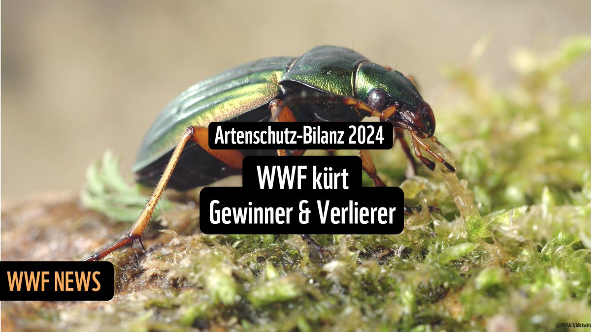 (1/5) 🧵«Wildtiere verschwinden im #Rekordtempo von unserem Planeten und alle Ursachen sind menschengemacht: #Lebensraumzerstörung, #Übernutzung, #Wilderei, invasive Arten, #Umweltverschmutzung sowie #Klimakrise", sagt René Kaspar, WWF-Artenschutzexperte.
wwf.ch/de/medien/arte…