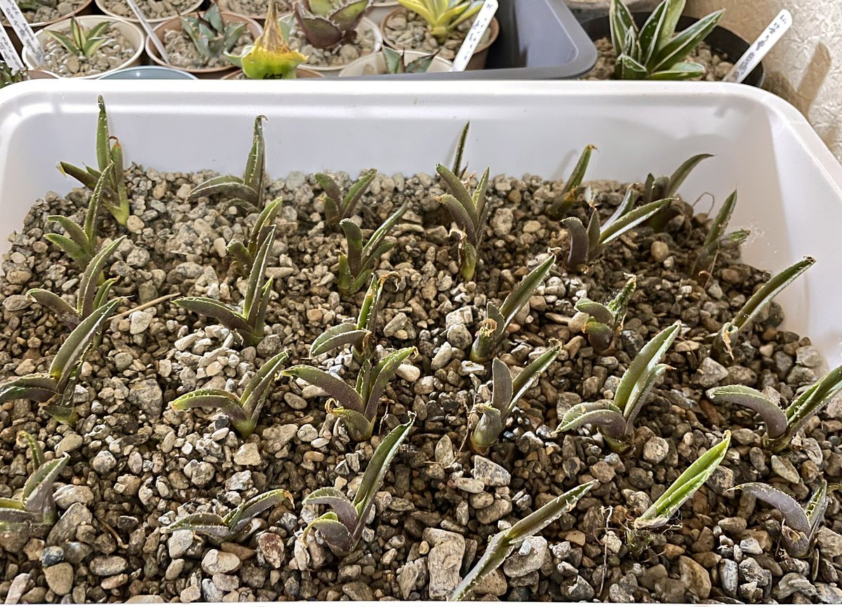 ballpython2019's tweet image. お久しぶりです🙋
最近は怪しい売人(ヤフオク)から怪しい葉っぱ(アガベとかモンステラのホワイトタイガーとかサボテンとかとか…主にアガベだけど)を買って散財している私です。
若干体調崩してるものの仕事休みだから元気です😀w
爬虫類ライフもそこそこ🦎🐍🐢
今年も残りわずかですが来(文字数