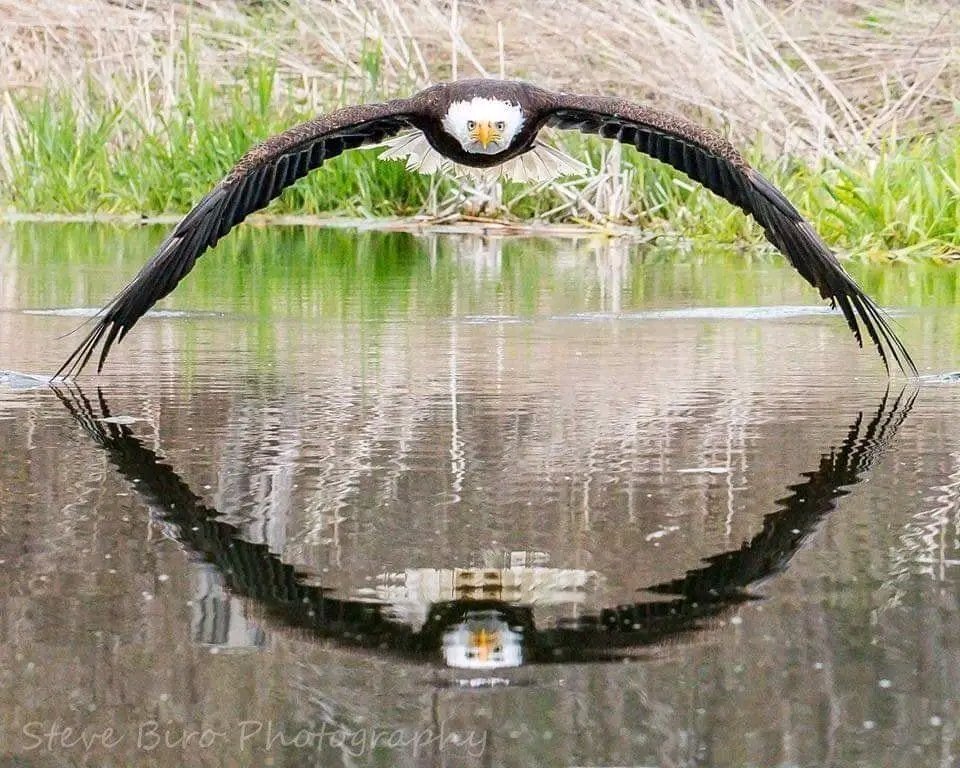 Mr Commonsense (@fopminui) on Twitter photo <a href="/AMAZlNGNATURE/">Nature is Amazing βοΈ</a> This photographer was lucky enough to capture a remarkably symmetrical reflection of this beautiful Bald Eagle at the Canadian Raptor Conservancy π¦
<a href="/AMAZlNGNATURE/">Nature is Amazing βοΈ</a> This photographer was lucky enough to capture a remarkably symmetrical reflection of this beautiful Bald Eagle at the Canadian Raptor Conservancy π¦