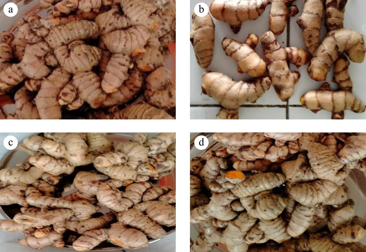 MaximumAcademic's tweet image. #TiH

Harvest stage significantly enhances engineering, physio-chemical, and bioactive properties of turmeric rhizomes, optimizing processing and storage.

@HortiPlant #TurmericProcessing   

Details: maxapress.com/article/doi/10…