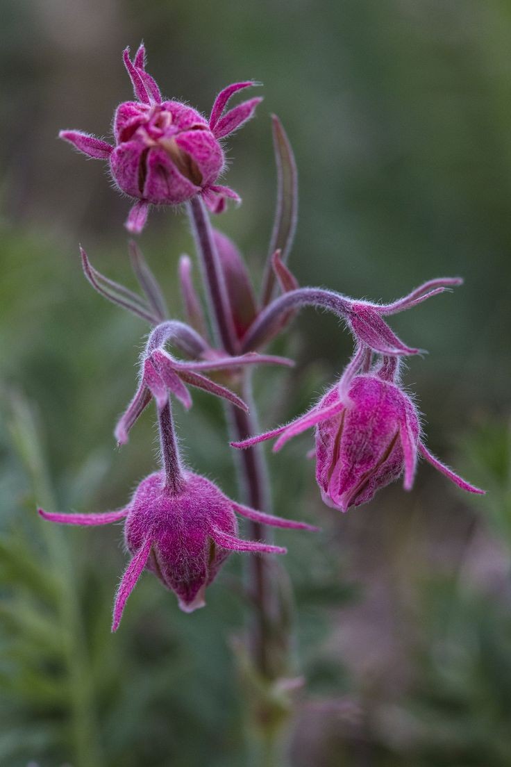 Untamedpath's tweet photo. "Dancing in the breeze, these Prairie Smoke flowers (Geum triflorum) add a touch of whimsy to the landscape." #prairiesmoke #wildflowers #naturephotography #springblooms https://t.co/uYs35QSIQ0