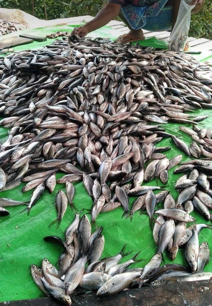 Tommy_Tomod's tweet photo. Senin(21/10/2024), Yan Tommy Hansarikta Luhkan Kapuas hulu, kub Usaha Mandi Kec.Embaloh Hilir dengan Hasil tangkapan Sebanyak 55 kg Ikan entukan dan dijual Seharga Rp.30.000/kg 

#luhlapor https://t.co/LVCrBL0ISn
