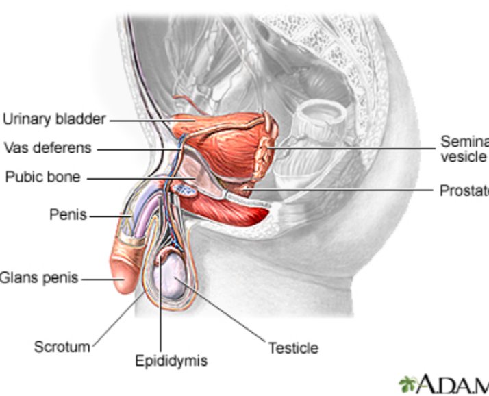 ONION REMEDY FOR PROSTRATE

Just onion juice can perform this wonder to our prostate health? what are you waiting for?_

This is good for the MEN in this House to try !!!!!!!

FOR A HEALTHY PROSTATE AT ALL AGES:

Check Thread👇