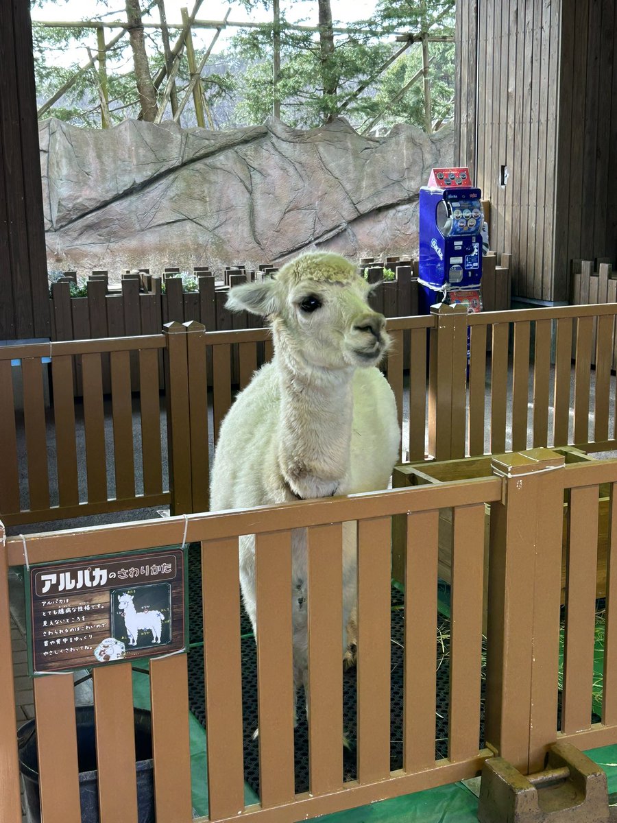 yaaa_jinnn's tweet photo. 先週、栃木旅行で那須どうぶつ王国行ったらアルパカを発見👀
｢リアルRJだ!😍｣と思って近づいたら、狙われたwww近づくとこれされるwww
触りたかったのに、飛ばす準備するのやめて？😇
でもとても可愛かった🫶🏻♡♡ https://t.co/pmW2H8xeW5