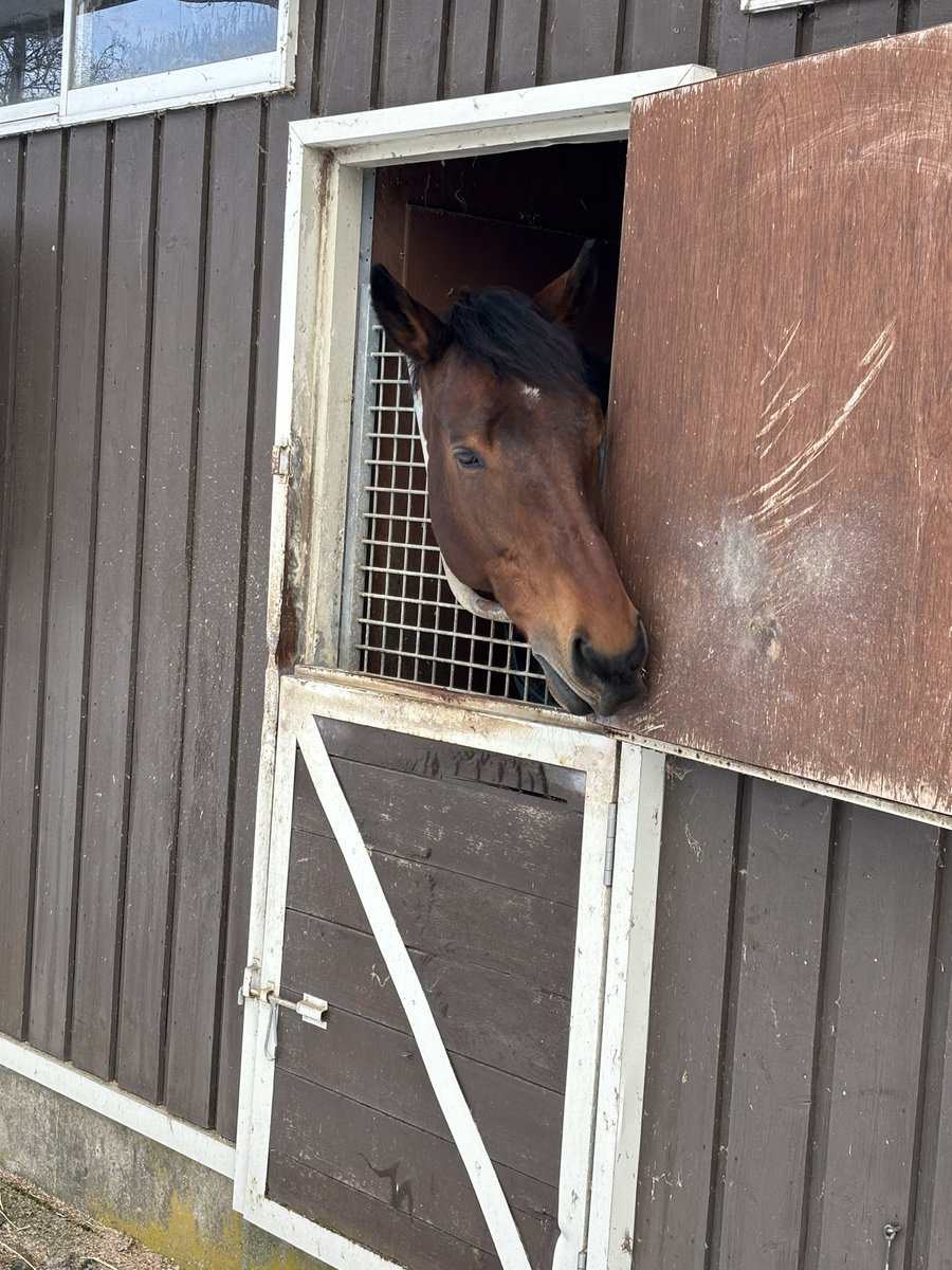 Abstractblued's tweet image. 見に行きました🥰#競走馬 #ノーザンホースパーク