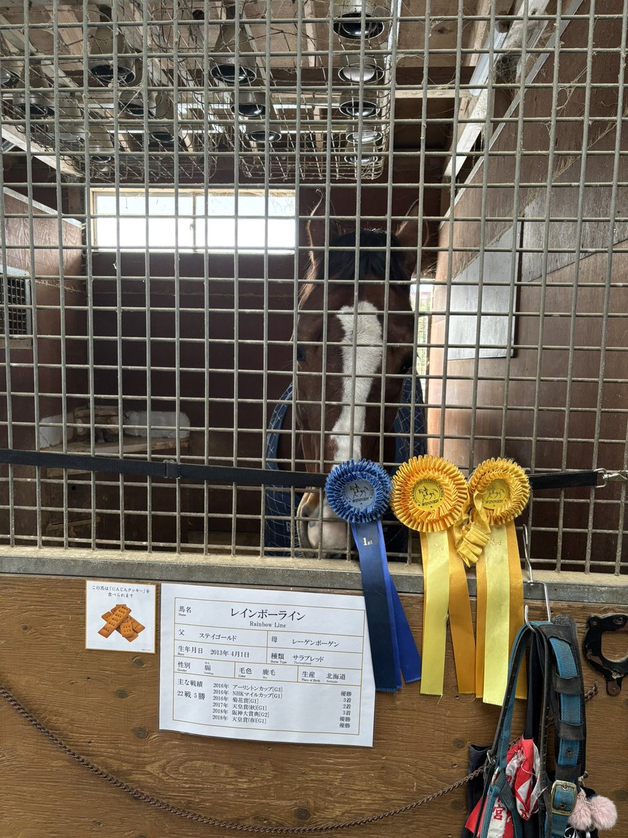 Abstractblued's tweet image. 見に行きました🥰#競走馬 #ノーザンホースパーク