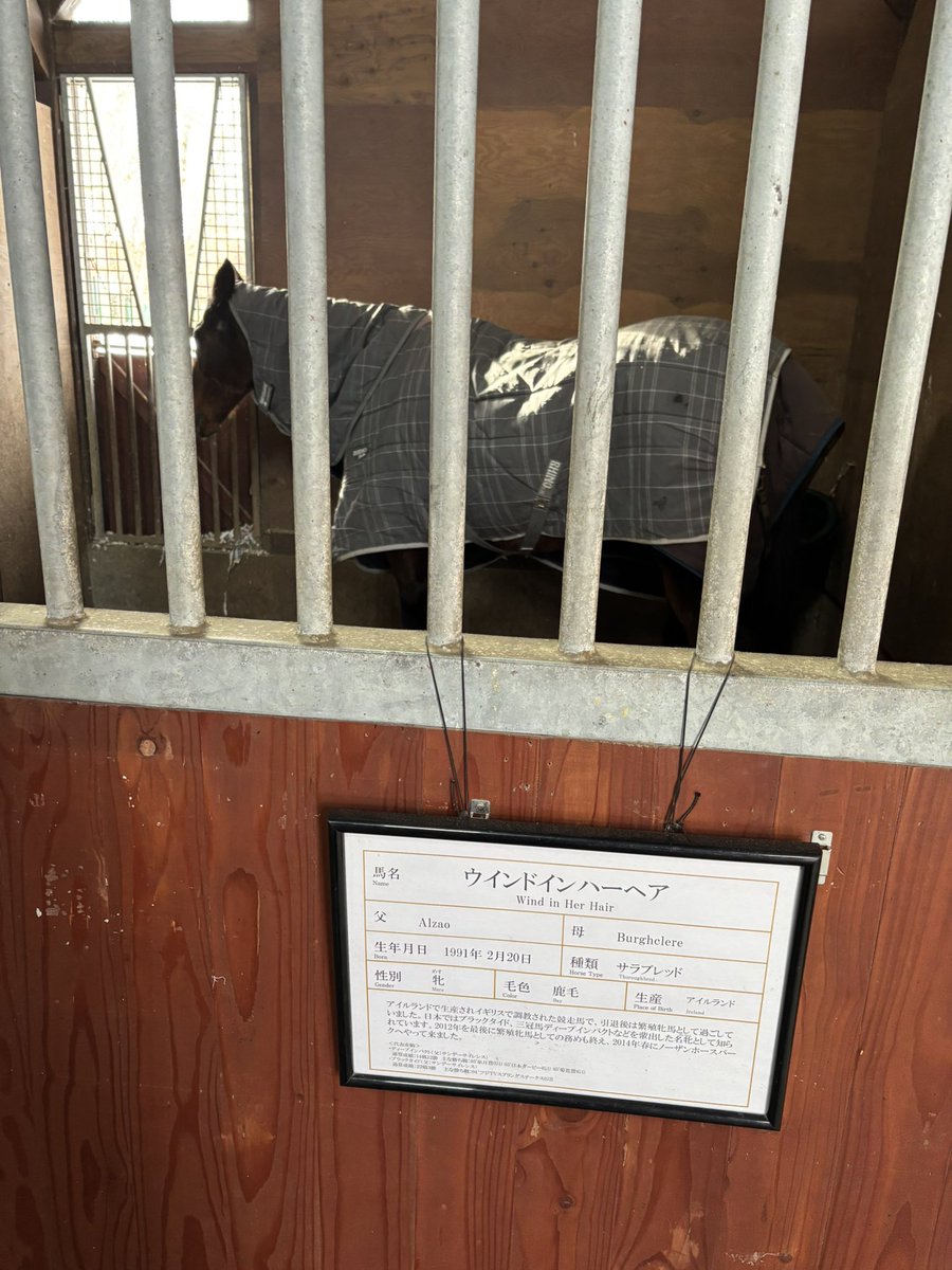 Abstractblued's tweet image. 見に行きました🥰#競走馬 #ノーザンホースパーク