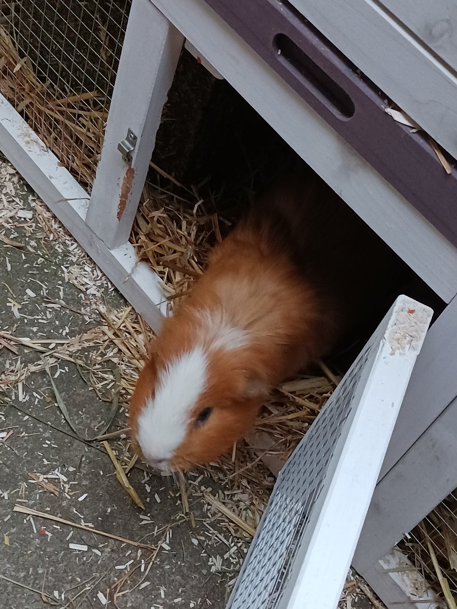 Zeg ik dat ik weer terug kom en laat ik vervolgens niks van me horen. Sorry. Druk bezig geweest voor kerstmarkt en knuffels neefjes. En tussendoor lekker gezorgd voor Jul onze huiscavia die ik samen met mijn favoriete buurvrouw mag verzorgen. Volgende week nog een hele druk week.