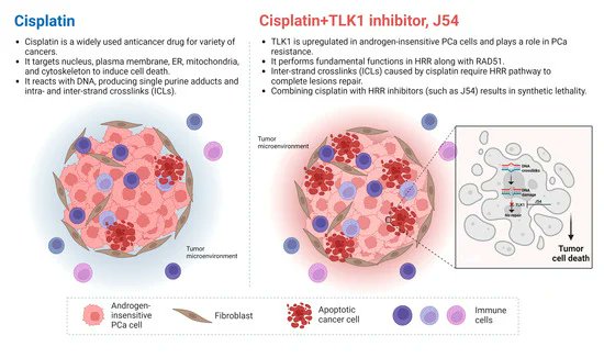 Biomed_MDPI's tweet photo. #biomedicines
Let’s take a look at this beautiful #GraphicAbstract: 🐱
Title: Exploiting #TLK1 🍝and Cisplatin Synergy for Synthetic Lethality in Androgen-Insensitive #ProstateCancer 🚛
Link: 🌵
https://t.co/bdtftQ5zjE
@MDPIOpenAccess @MDPIBiologySubj https://t.co/MS2AyAR3HG