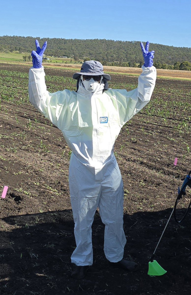 <a href="/Mahiiii95/">Mahendra Babu Kurapati</a> looking cooler than he really feels today. Spraying sorghum to induce male sterility. <a href="/EmmaOmics/">Emma Mace</a>