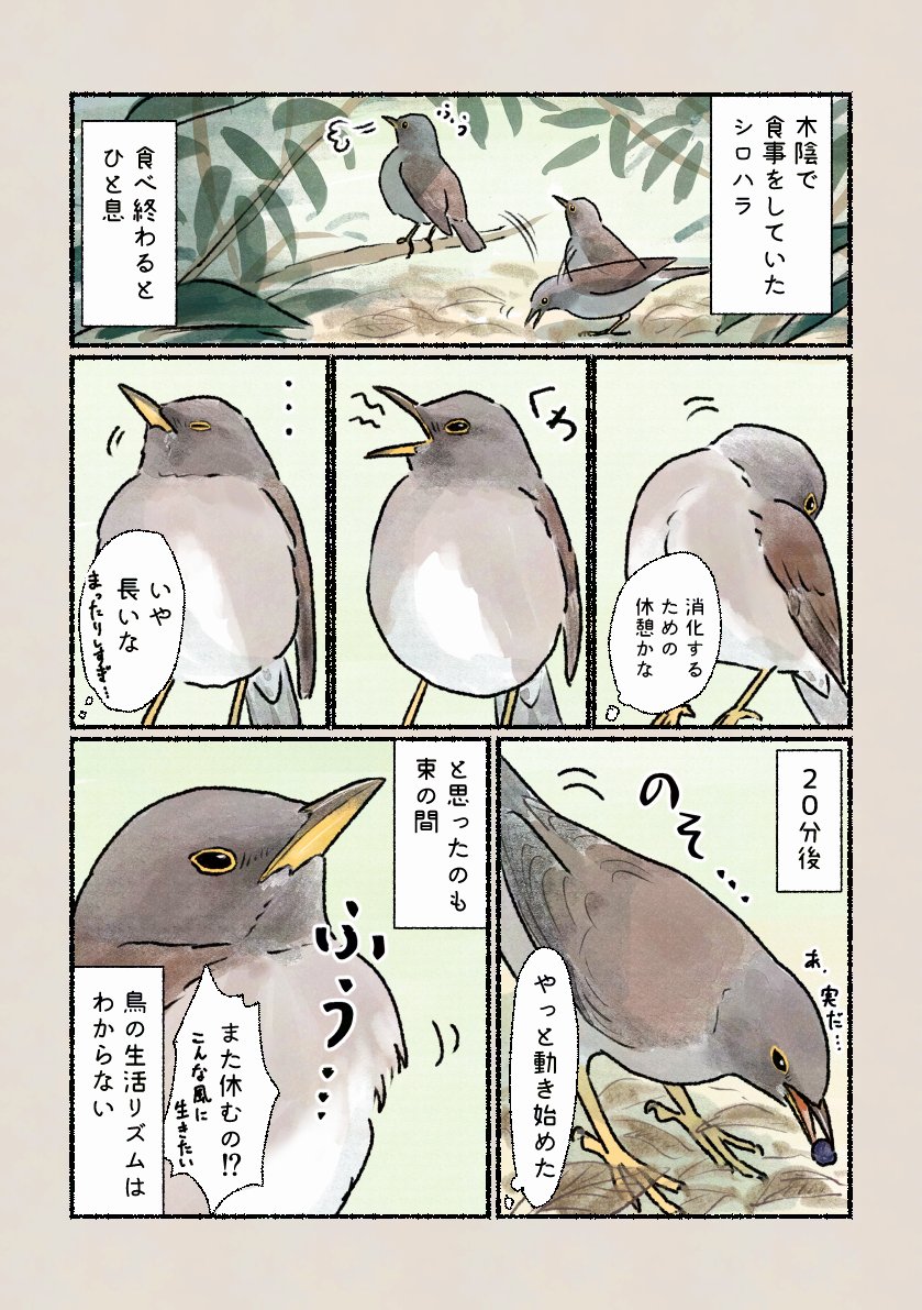 「のんびり過ぎる暮らし!?」
単独で冬を越すシロハラ。マイペースに暮らしています。 