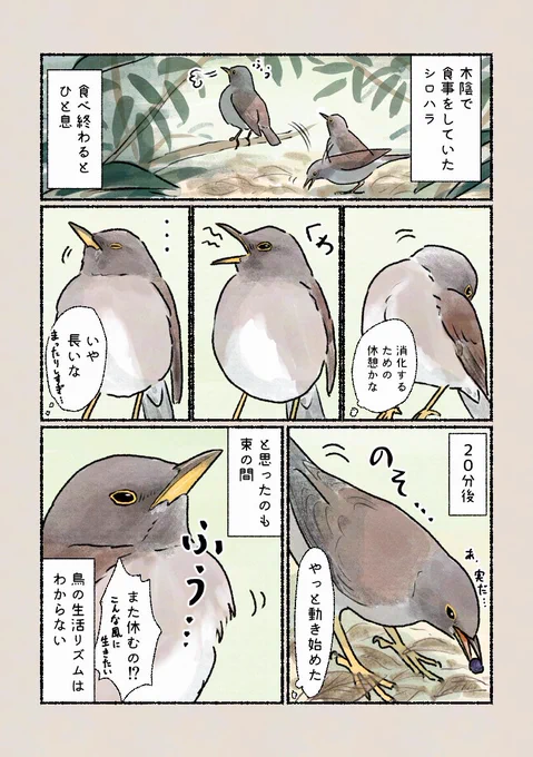 「のんびり過ぎる暮らし!?」
単独で冬を越すシロハラ。マイペースに暮らしています。 