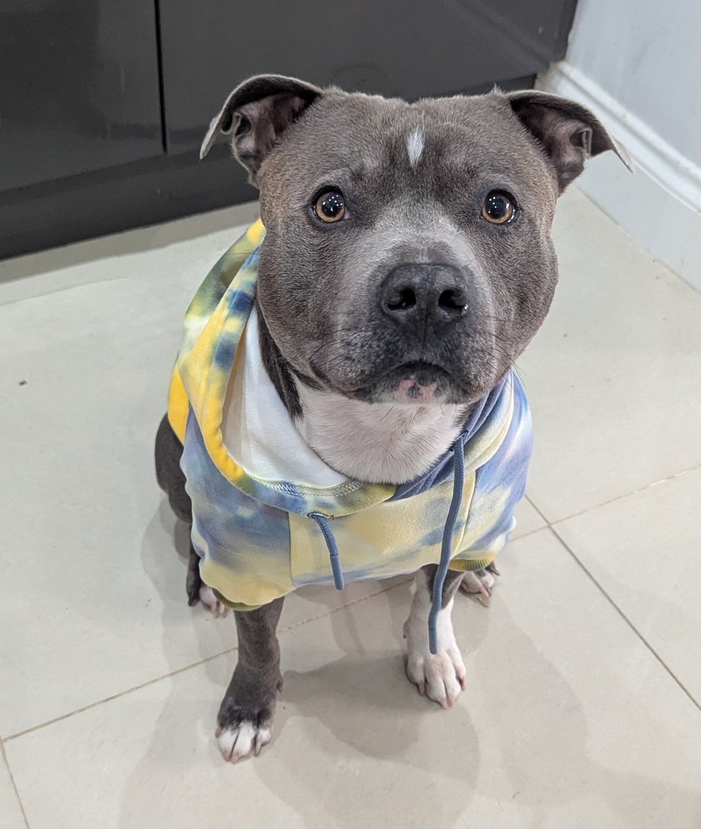 wee_racho's tweet photo. Here's a picture of my dog in his hoodie. Yer welcome 🧡 https://t.co/FaDtrfg8SQ