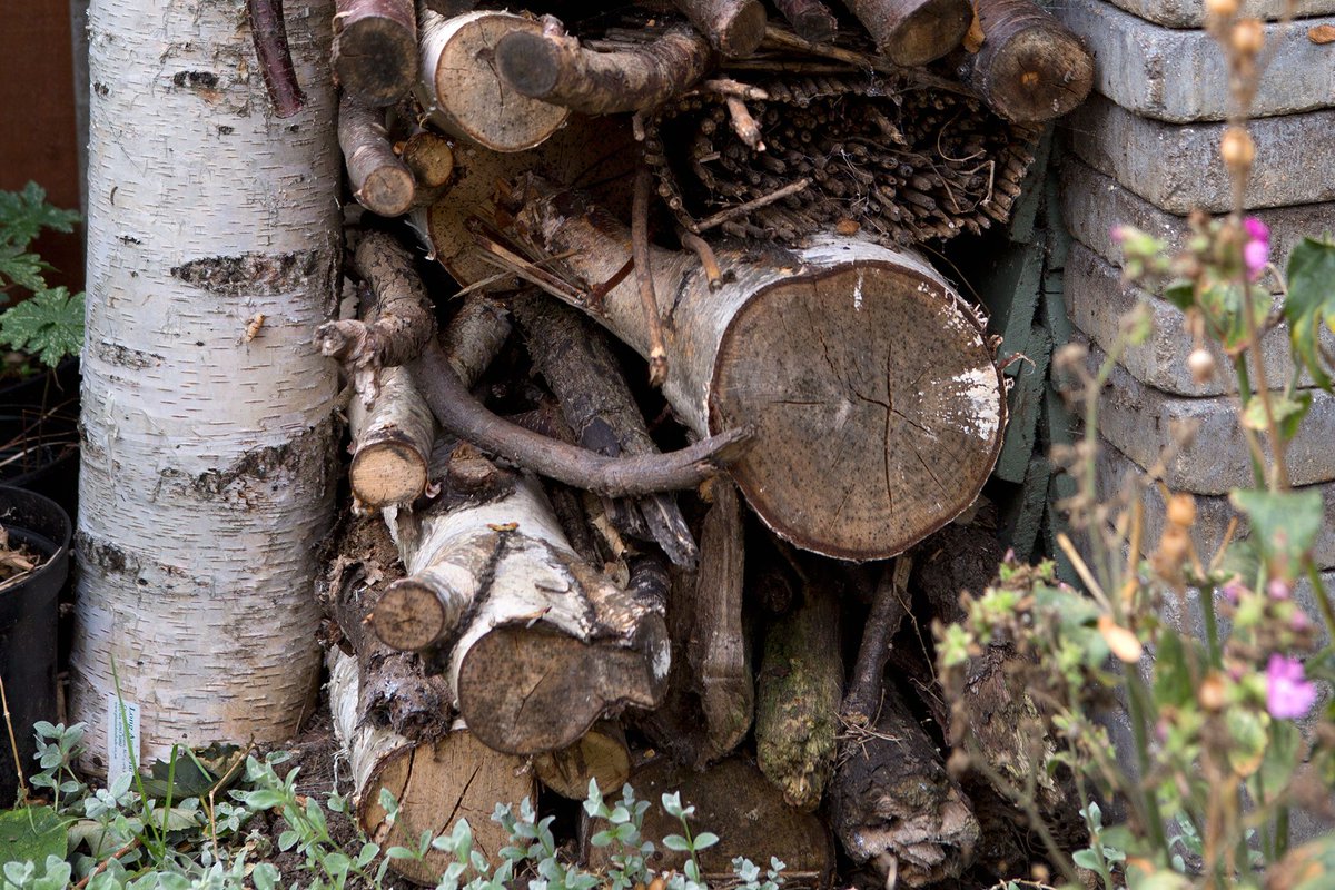 When do you take down your Christmas tree? 🎄 Here are 4 ways you can recycle your tree, plus how to care for a live, pot-grown tree after Christmas: bit.ly/3ZVUnrI