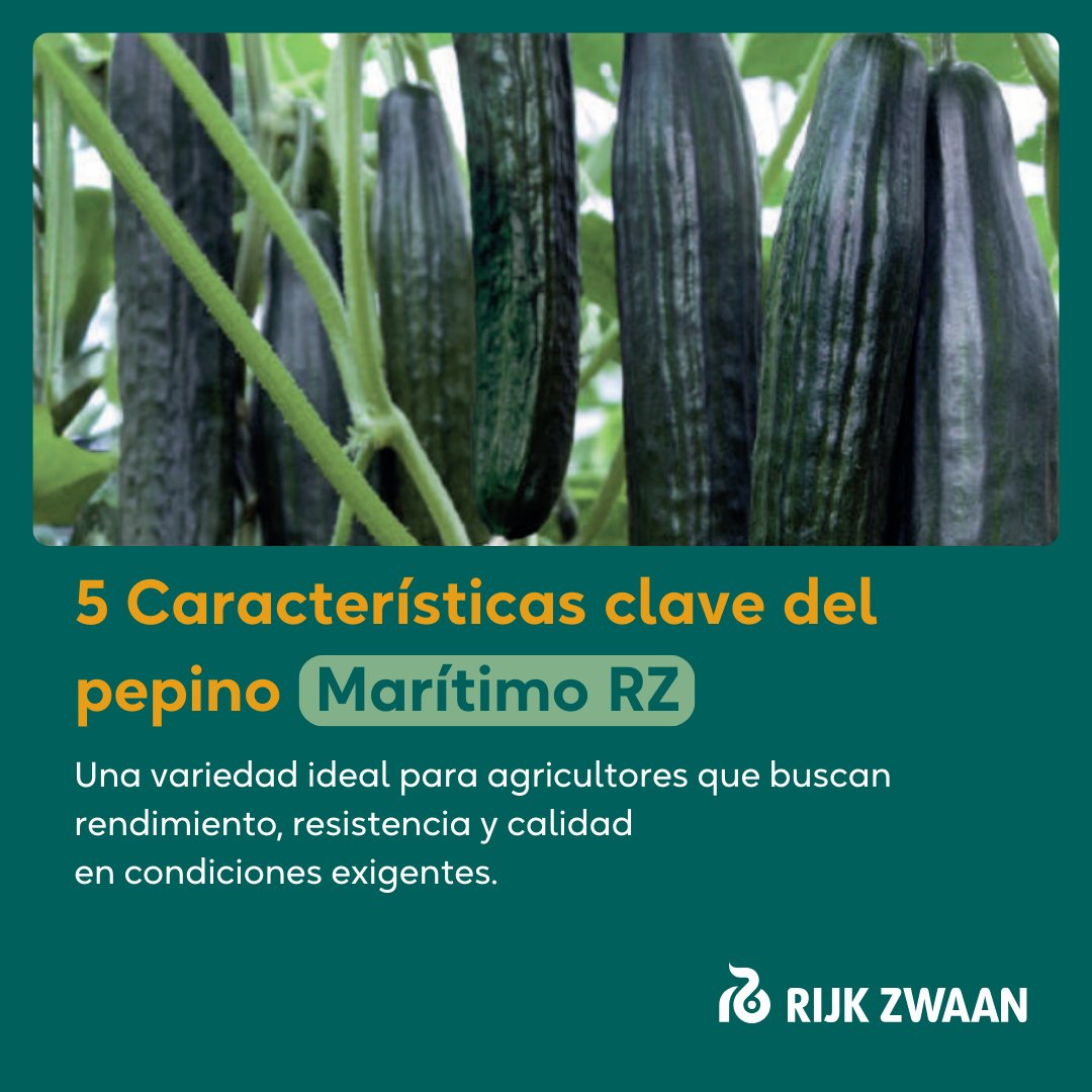 innovamosjuntos's tweet photo. ¿Todavía dudas si implantar el 𝐏𝐞𝐩𝐢𝐧𝐨 𝐌𝐚𝐫𝐢́𝐭𝐢𝐦𝐨 𝐑𝐙 en tus cultivos? 🥒

Aquí tienes 5 características claves que te harán decantarte por esta excelente variedad. 

#rijkzwaan #innovamosjuntos #pepino #maritimorz #cultivo #agricultura https://t.co/FEHhJGQP5j