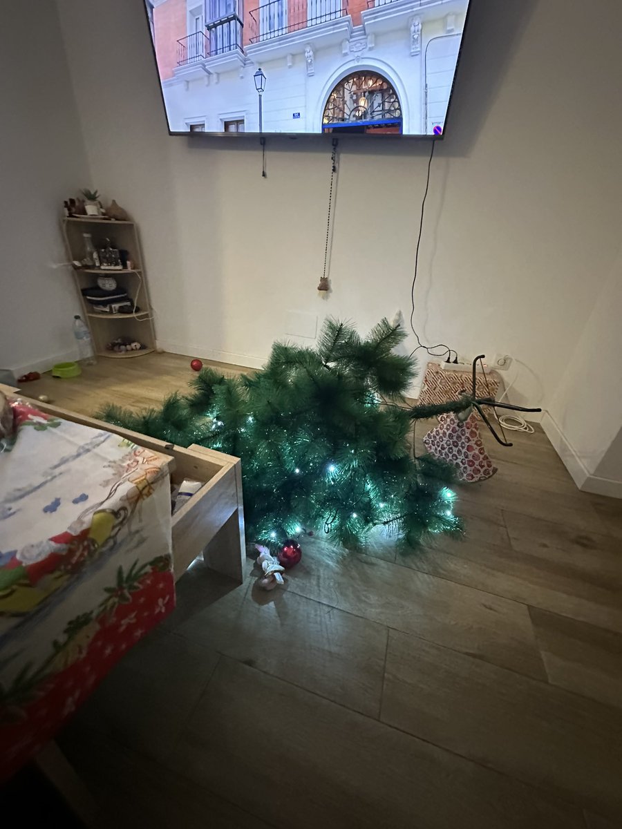tener un gato es esto 🥹 / pero también esto 🎄