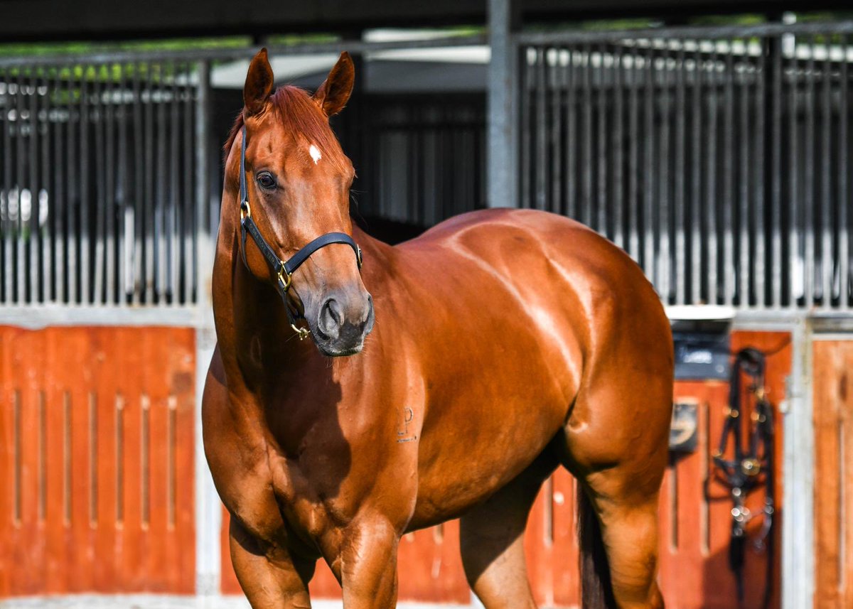 LavinPark's tweet photo. Finally…. “Pickabae” got to the races &amp; was exceptional!
Nervous for her first start the pressure was on! The sister to our boy “Uncommon James” , she performed accordingly.
Well done to everyone for such patience.
⁦@hoystedracing⁩ https://t.co/V4BnOypbvu