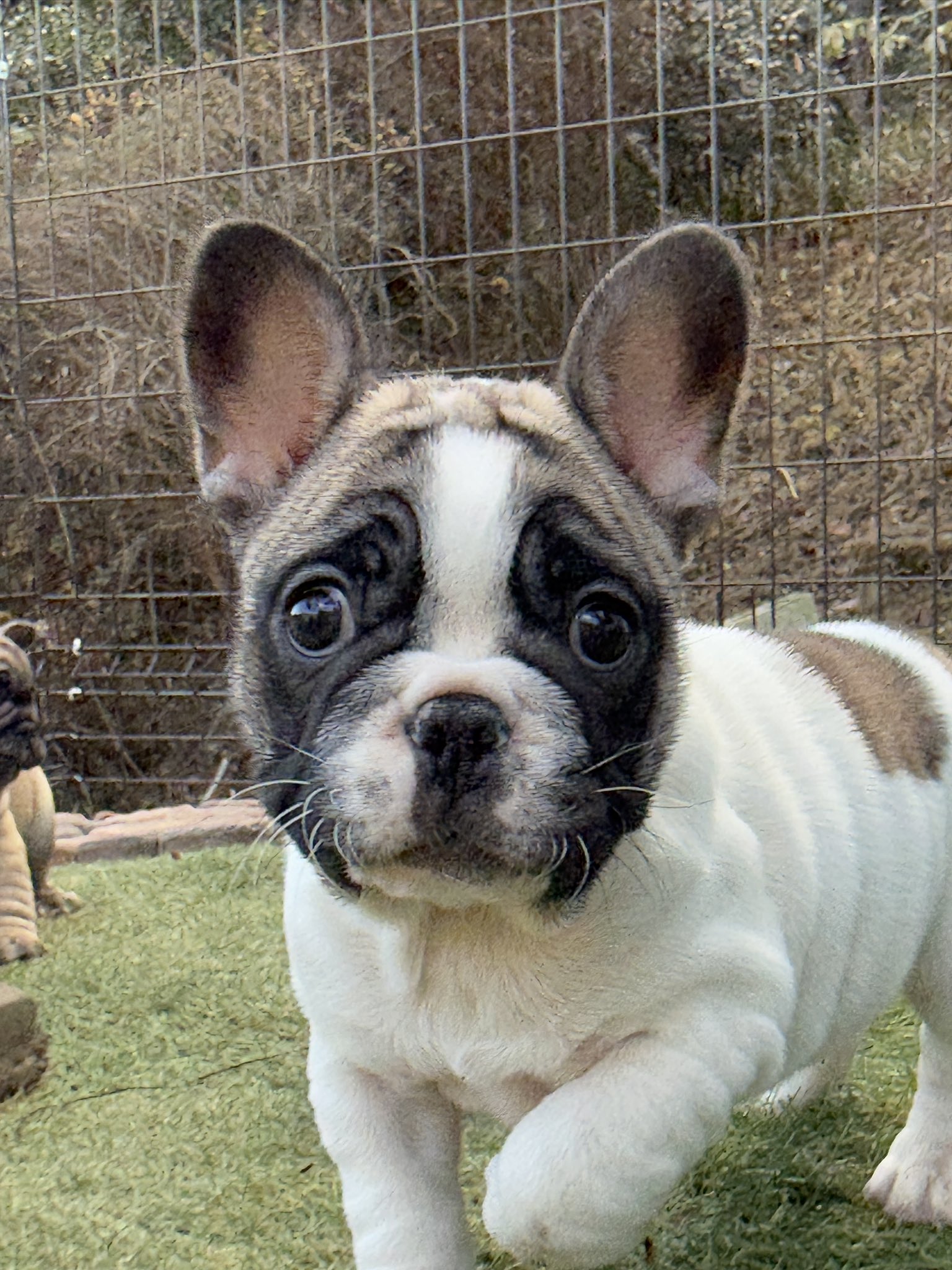 evergreen bambio kennel (@EvergreenBam) / X