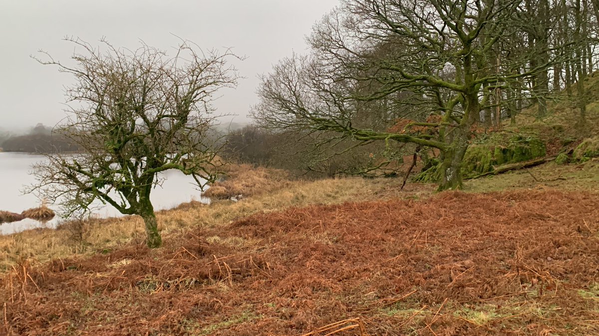 A walk near Elterwater Tarn this am ,of course had to have a quick look in the woodland.