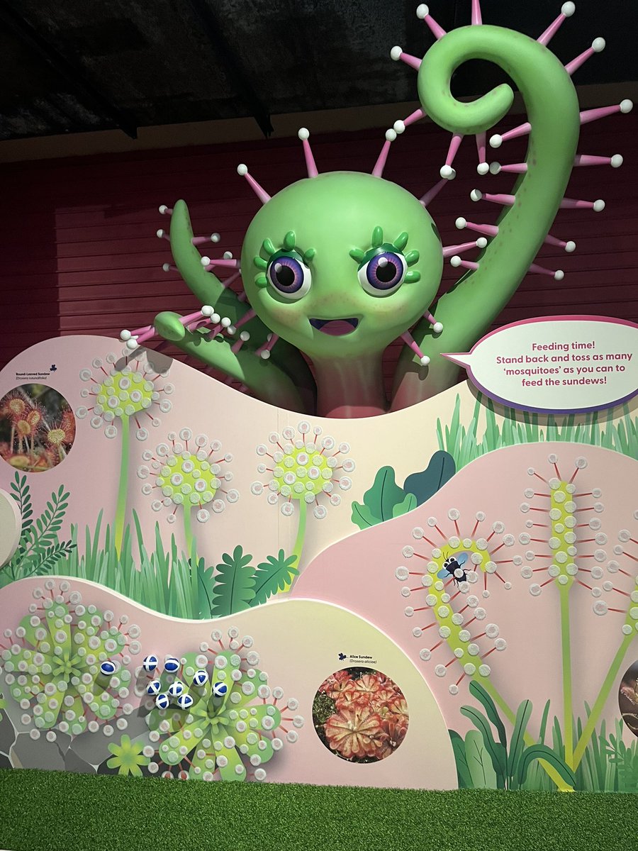 Katherinenright's tweet image. Just enamored with the @ScienceCentreSG's new carnivorous plant exhibit! Thank you @jamieuywrites for the tour 🍃🪰