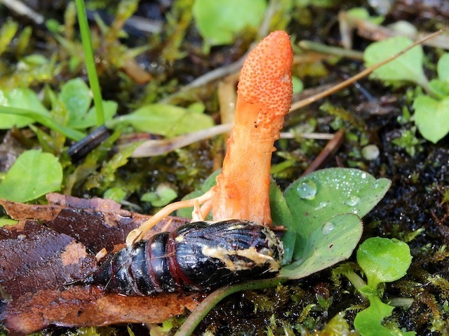Mushroom for Improvement – Chemicals from a caterpillar-invading fungus blocks cancer growth factors

📷Holger Krisp on Wikimedia, research by S.Lawrence et al @UoN_BDI in <a href="/FEBS_Letters/">FEBS Letters</a> 
➡️: bpod.org.uk/archive/2024/1… with <a href="/DrJohnAnkers/">John Ankers</a> <a href="/wooltontutors/">Woolton Tutors</a>