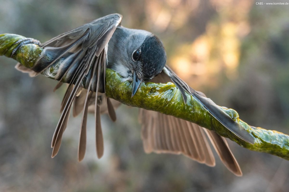 CABS_REPORTS's tweet image. ⚠️🧵1/4

Almost 4000 limesticks dismantled in 2024!

These brutal glue traps have been used to catch songbirds for thousands of years. Small level canes are coated with a sticky substance to which the birds adhere.