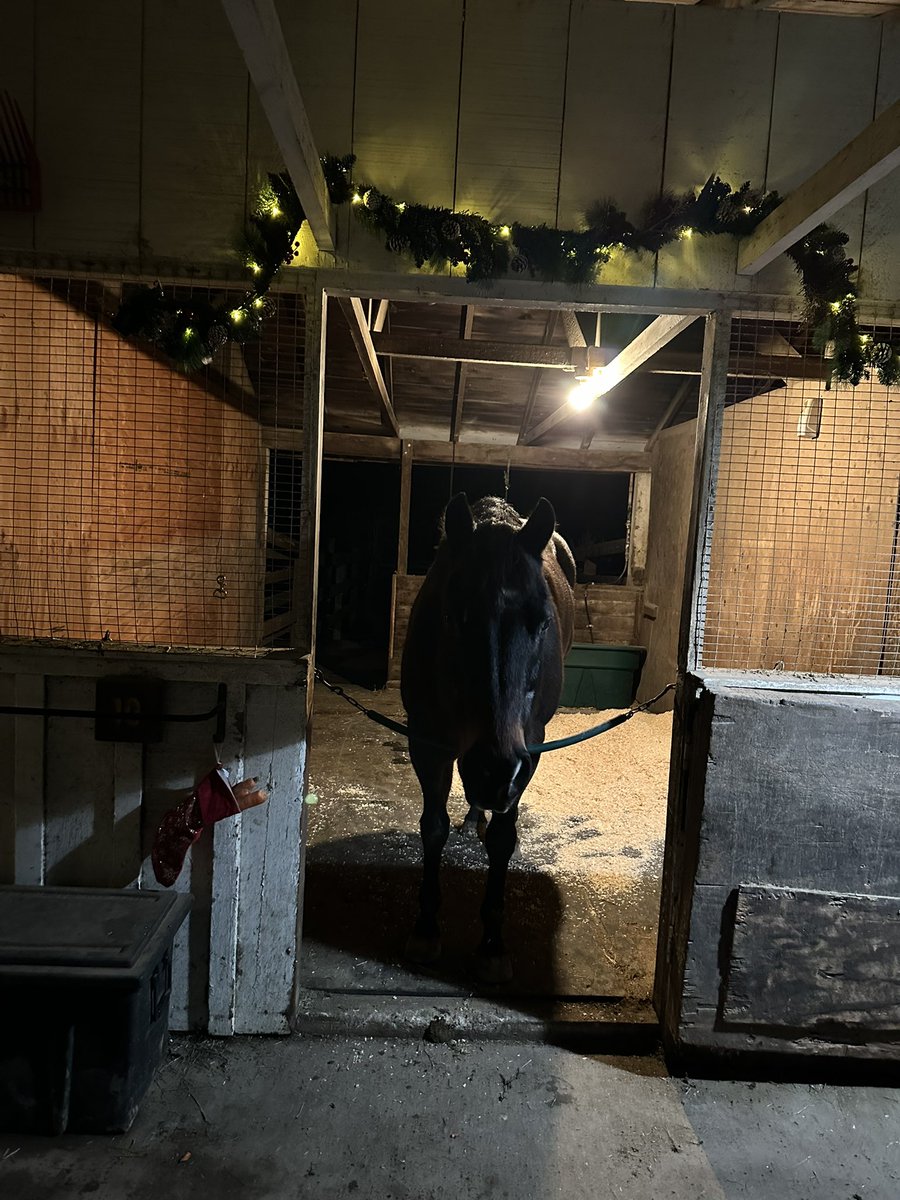 I doesn’t care what holiday you celebrate, even if it’s none at all: I just wants you to enjoy this time of year when things seem a little nicer.  I also wants you to bring me carrots.