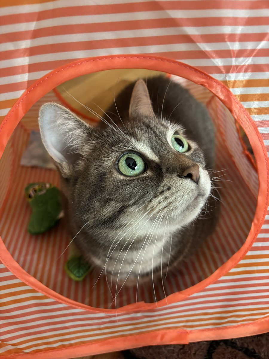 Good morning! Keeping watch from my new play tent. Have a happy day friends😽💕