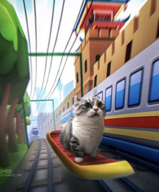 Punch Cat (@punchingcat) on Twitter photo 