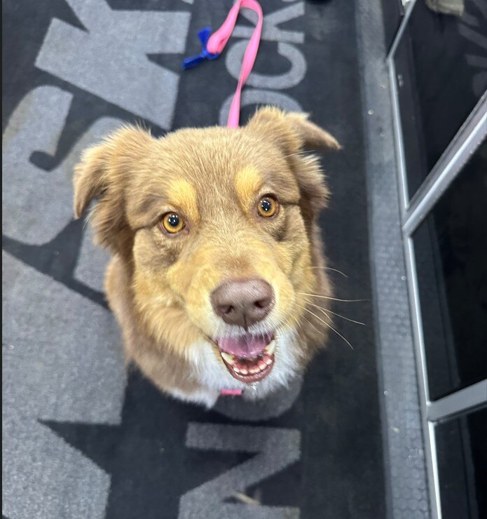 Happy Friday! #penskeshocks #puppiesofpenske #petsofpenske #shocks