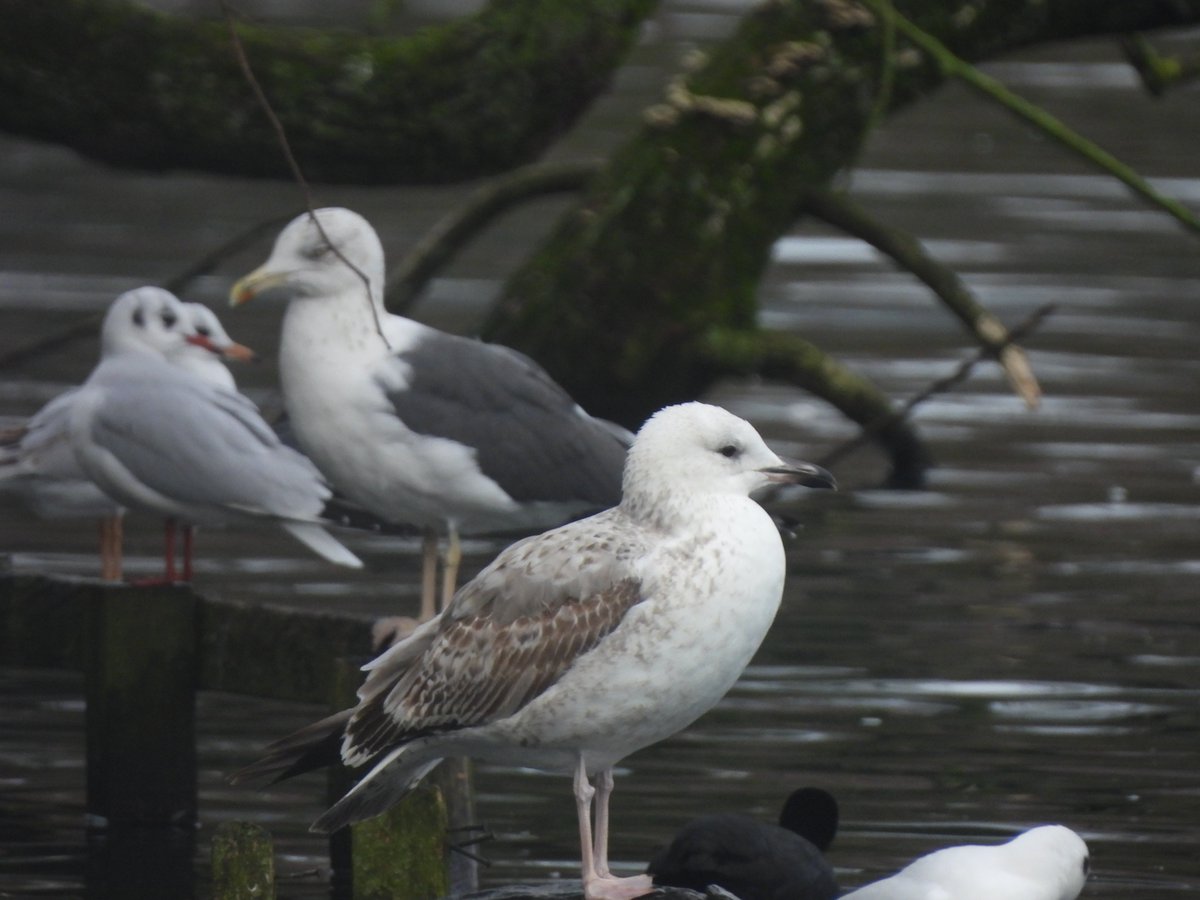 Gareth Clements tweet media