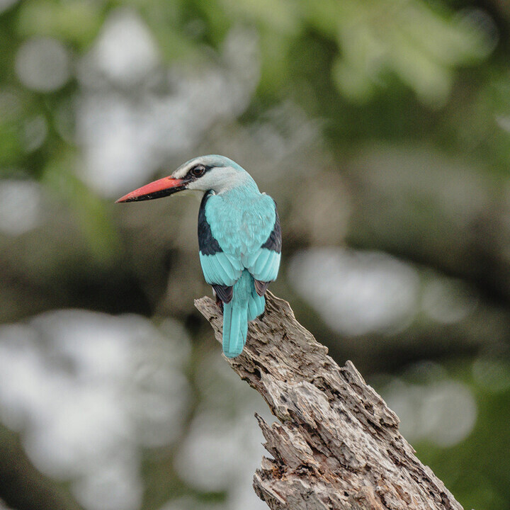 Satopia Travel tweet media