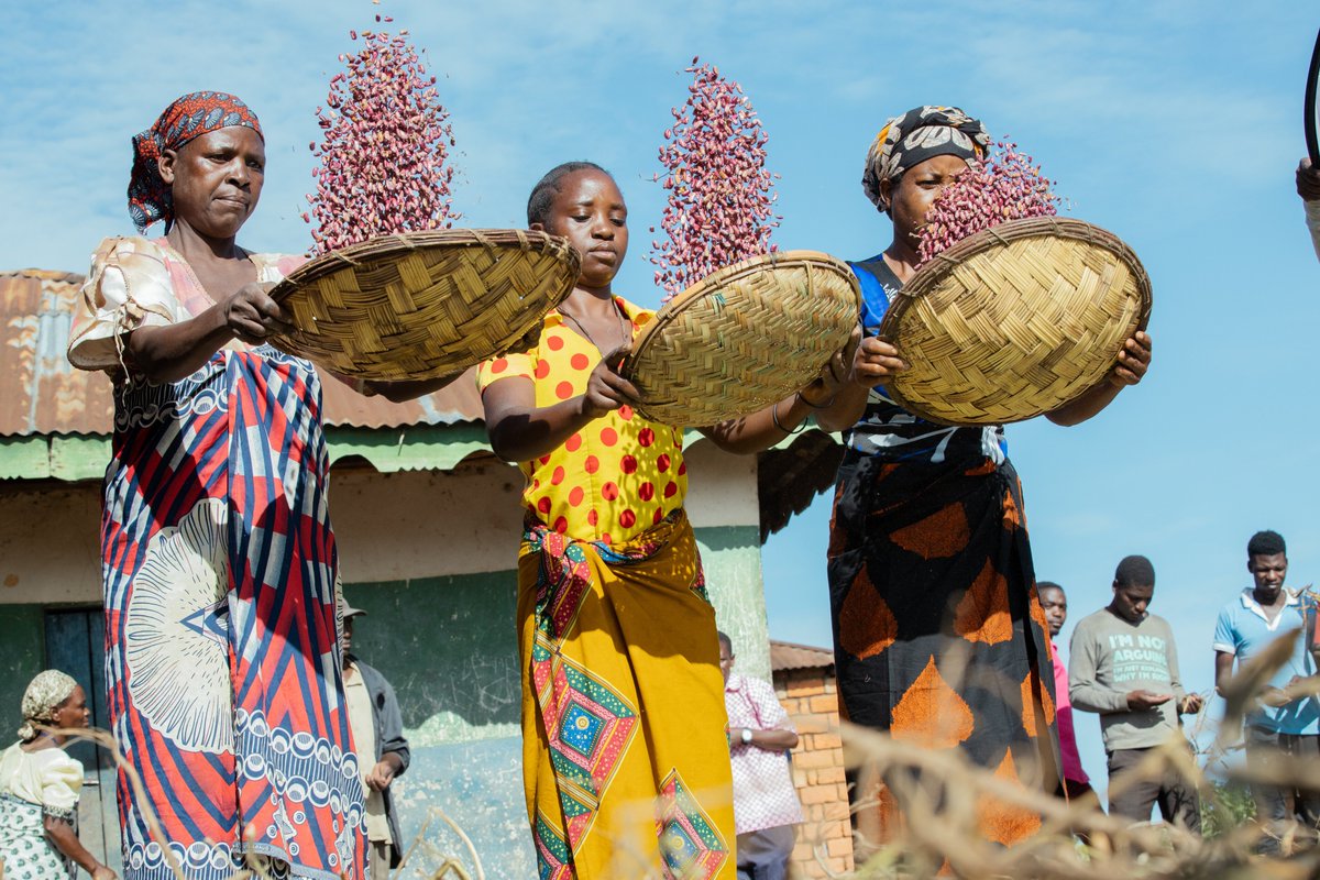 Empowered young Kenyans in agrifood systems through <a href="/GenUnlimited_/">Generation Unlimited</a>'s EKYAN programme 🌱

Implemented by <a href="/SNVworld/">SNV - find us on Bluesky as snv.org</a>, EKYAN helps marginalized youth across counties in Kenya thrive with:
✅ Mentorship
✅ Internships
✅ On-the-job training

📷: <a href="/SNVworld/">SNV - find us on Bluesky as snv.org</a> 

#SNVImpactThatMatters
