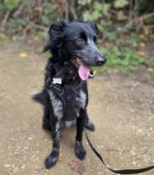 Missing Pets GB tweet media