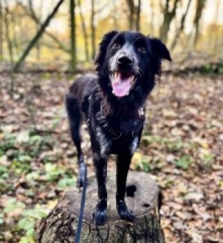 Missing Pets GB tweet media