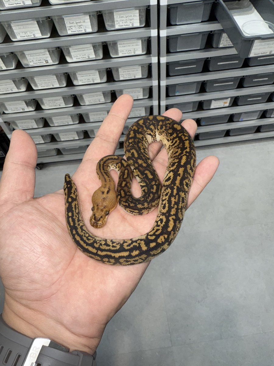 06shockwave's tweet image. ソウルにあるFinest Pythonの今月オープンしたばかりのファシリティ兼店舗に行ってきました!
ビルの11階にある素晴らしい施設でした🙏🏽
#FinestPython
#ボールパイソン