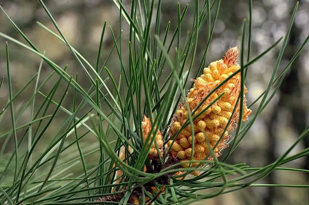 Global Plant Council (@gpc_enespanol) on Twitter photo Las semillas de pino marítimo "recuerdan" temperaturas buff.ly/4fIRZcQ via <a href="/INRAE_Intl/">INRAE_International</a> #PlantScience Las semillas de pino marítimo "recuerdan" temperaturas buff.ly/4fIRZcQ via <a href="/INRAE_Intl/">INRAE_International</a> #PlantScience