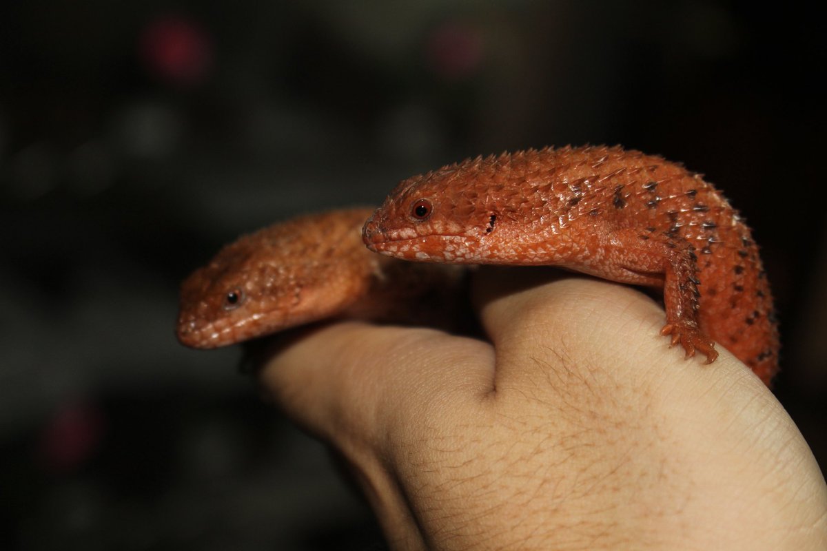 【明日28日14時から年末セール】

年に1度のスーパーセールとなります😊
お立ち寄りお待ちしております。

セール期間中餌コオロギは50匹単位のみ販売となります。