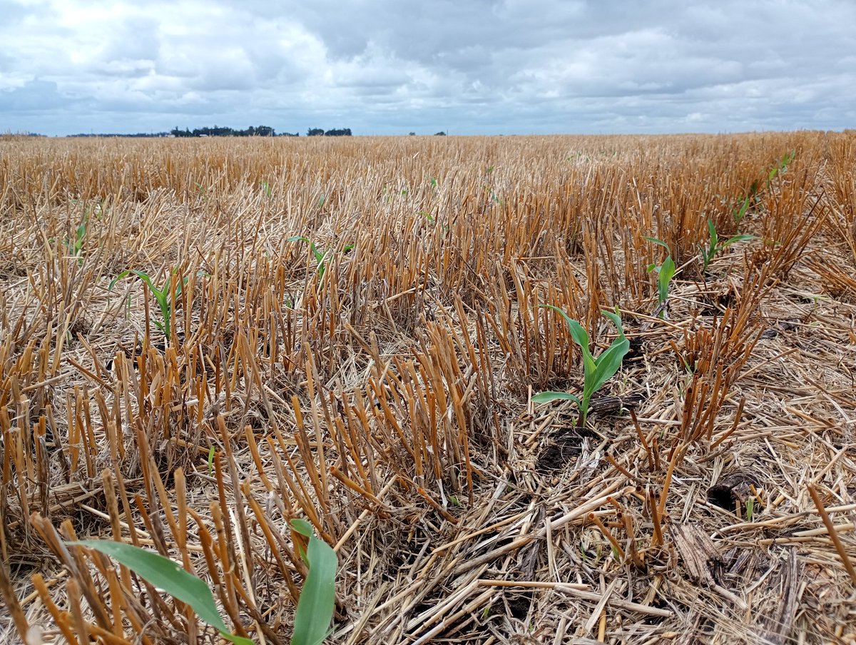 Aleferretti tweet media