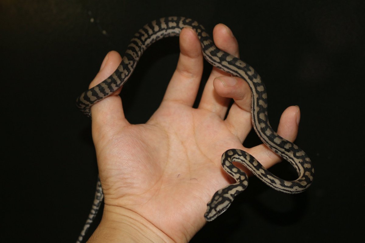 ジャイゲコは目玉にしてます👁️